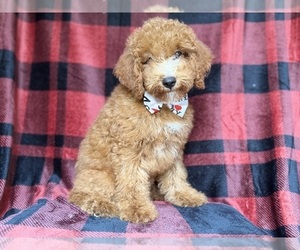 Cock-A-Poo Puppy for sale in LAKELAND, FL, USA