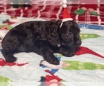 Small Photo #29 Cocker Spaniel Puppy For Sale in GADSDEN, AL, USA