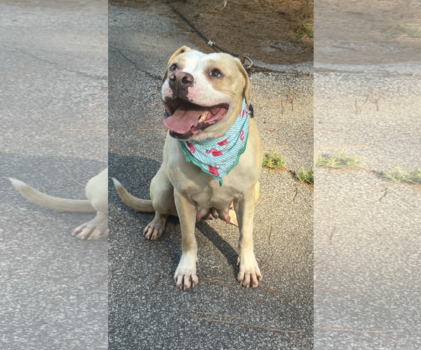 Medium Photo #2  Puppy For Sale in , 