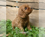 Small Photo #5 Cavapoo Puppy For Sale in LEBANON, PA, USA