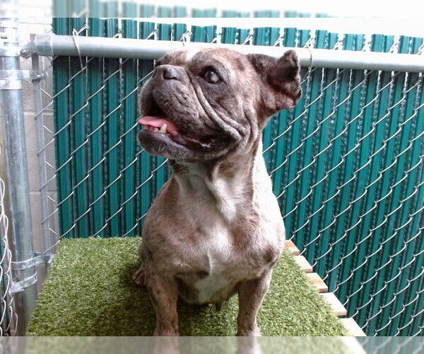 Medium Photo #1 French Bulldog Puppy For Sale in Downey, CA, USA