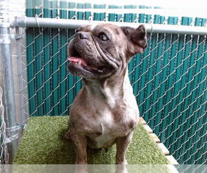 Medium French Bulldog