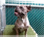 Small French Bulldog