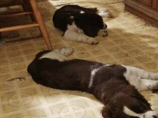 English Springer Spaniel Puppy for sale in CARNATION, WA, USA