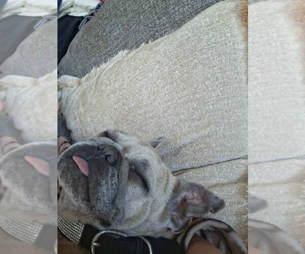 Medium Photo #10 French Bulldog Puppy For Sale in New York, NY, USA