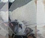 Small #9 French Bulldog