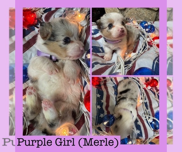Medium Photo #5 Cardigan Welsh Corgi-Pembroke Welsh Corgi Mix Puppy For Sale in ALEXANDRIA, IN, USA