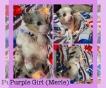 Small #4 Cardigan Welsh Corgi-Pembroke Welsh Corgi Mix