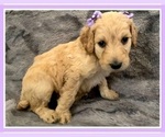 Small Photo #38 Goldendoodle Puppy For Sale in BATON ROUGE, LA, USA