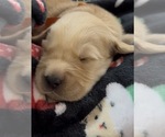 Small #2 Golden Retriever