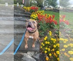 Small Photo #27 American Bulldog-Unknown Mix Puppy For Sale in Derwood, MD, USA