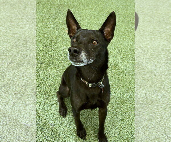 Medium Photo #3 Chihuahua-Unknown Mix Puppy For Sale in Tempe , AZ, USA