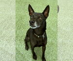 Small #2 Chihuahua Mix