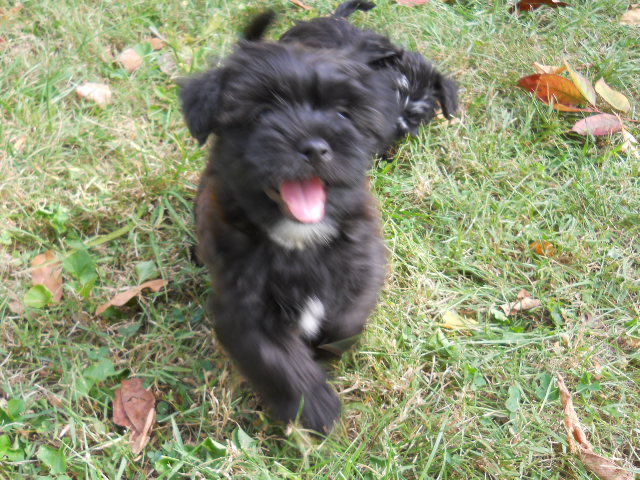 Medium Photo #1 Shorkie Tzu Puppy For Sale in SAINT LOUIS, MO, USA