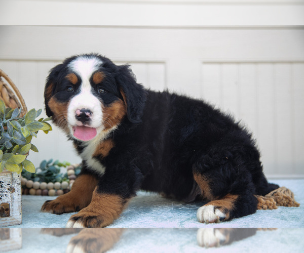 Medium Photo #4 Bernese Mountain Dog Puppy For Sale in BIRD IN HAND, PA, USA