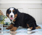 Small #3 Bernese Mountain Dog