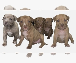American Pit Bull Terrier Puppy for sale in KISSIMMEE, FL, USA
