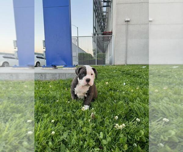 Medium Photo #1 American Pit Bull Terrier-English Bulldog Mix Puppy For Sale in LOS ANGELES, CA, USA