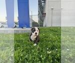 Small American Pit Bull Terrier-English Bulldog Mix