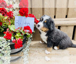 Puppy Balto Bernese Mountain Dog