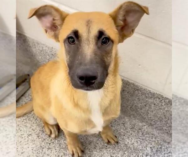 Medium Photo #2 Black Mouth Cur-Unknown Mix Puppy For Sale in Houston, TX, USA