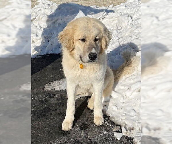Medium Photo #3 Golden Pyrenees Puppy For Sale in Genesee, WI, USA