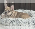 Puppy Puppy 1 French Bulldog