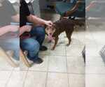 Small #2 Mutt