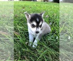 Small Photo #7 Alaskan Klee Kai Puppy For Sale in WILLIAMSBURG, OH, USA