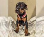Small Photo #6 Doberman Pinscher Puppy For Sale in VERMILION, OH, USA
