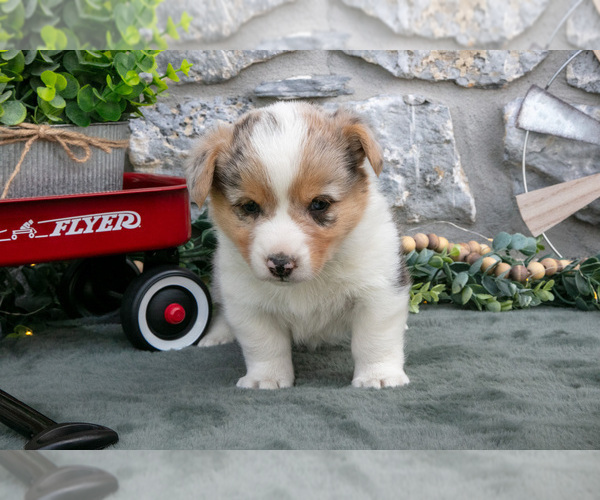 Medium Photo #16 Pembroke Welsh Corgi Puppy For Sale in LEOLA, PA, USA