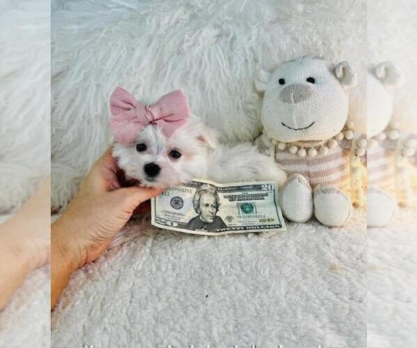 Medium Photo #14 Maltese Puppy For Sale in HOUSTON, TX, USA