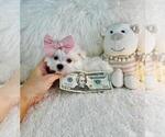 Small #13 Maltese