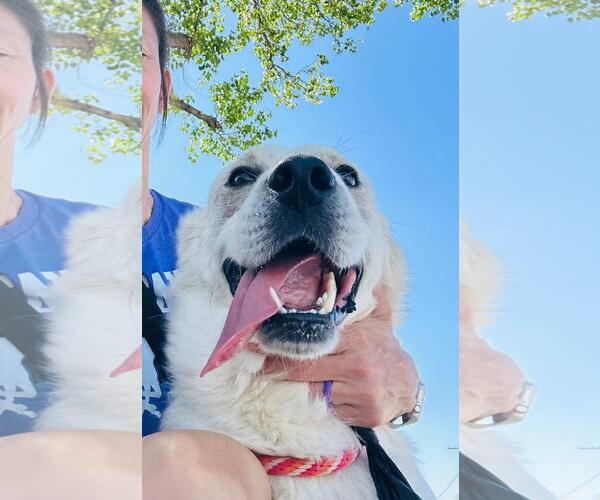 Medium Photo #2 Mutt Puppy For Sale in Rowlett, TX, USA