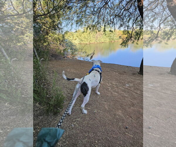 Medium Photo #4 American Pit Bull Terrier-Unknown Mix Puppy For Sale in Chandler, AZ, USA