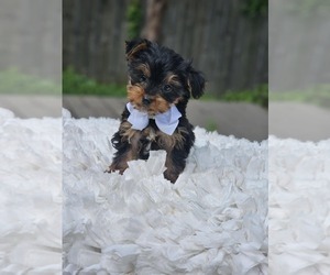 Yorkshire Terrier Puppy for sale in INDIANAPOLIS, IN, USA