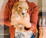 Small Photo #25 Poodle (Standard) Puppy For Sale in WAGENER, SC, USA