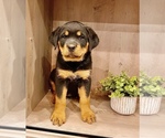 Small #5 Rottweiler