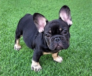 French Bulldog Puppy for sale in LAS VEGAS, NV, USA