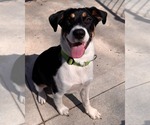 Small #5 Beagle Mix
