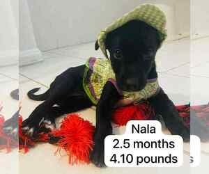 Labrador Retriever-Unknown Mix Dogs for adoption in Virginia Beach, VA, USA