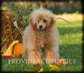 Small Photo #63 Poodle (Miniature) Puppy For Sale in COPPOCK, IA, USA