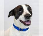 Small #1 Mutt