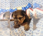 Small #9 Yorkshire Terrier