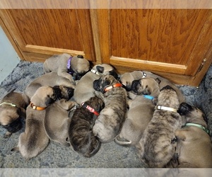 Mastiff Puppy for sale in LAWRENCEBURG, KY, USA