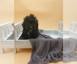 Small Photo #3 Poodle (Miniature) Puppy For Sale in GOSHEN, IN, USA