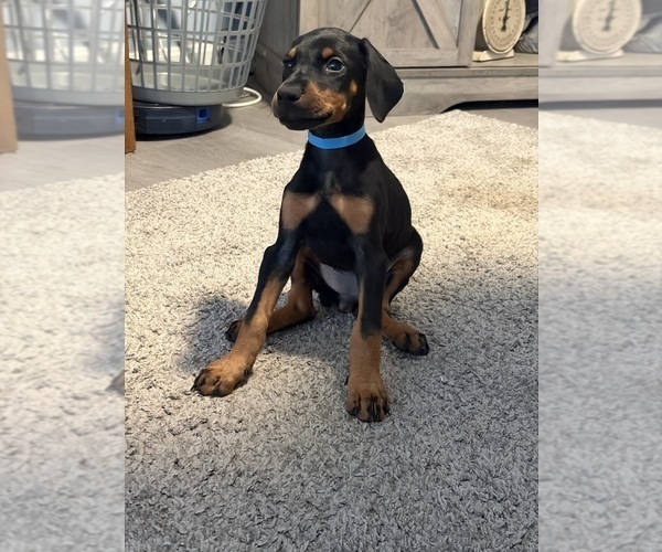 Medium Photo #5 Doberman Pinscher Puppy For Sale in CHEPACHET, RI, USA