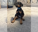 Small #4 Doberman Pinscher