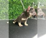 Small Photo #28 French Bulldog Puppy For Sale in PORTLAND, ME, USA