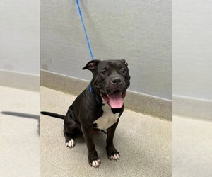 Mutt Dogs for adoption in Las Vegas, NV, USA